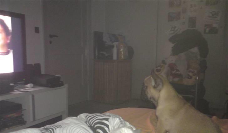 Fransk bulldog Shiela billede 4