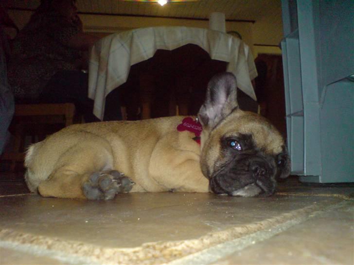 Fransk bulldog Shiela billede 5