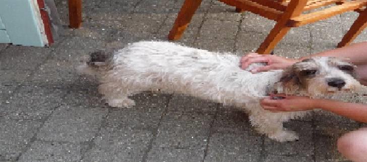 Petit basset griffon wendéen Petit Heroes Bitter Sweet - NURH !! billede 19