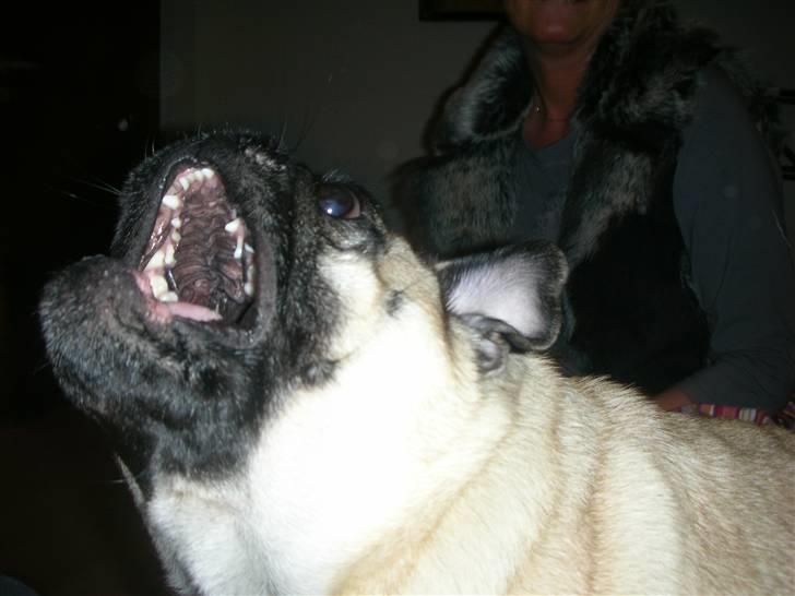 Mops Loui - PAS PÅ. billede 11