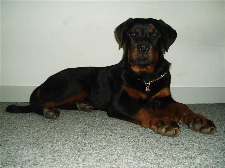 Rottweiler Rico R.I.P 9-7-2009 billede 6