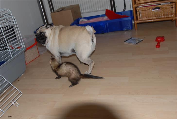 Mops Loui - Ilder og Loui leger. WEEEHU billede 12