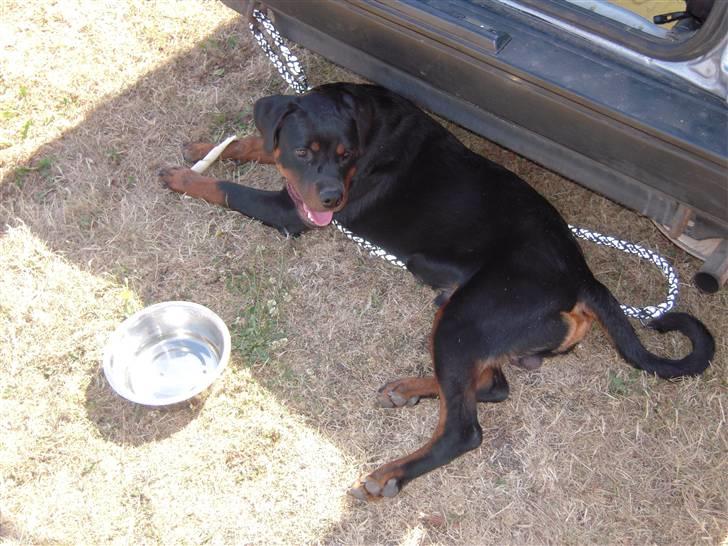 Rottweiler Rico R.I.P 9-7-2009 billede 7