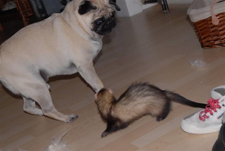 Mops Loui - Ilder og Loui leger. WEEEHU billede 13