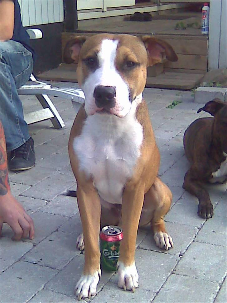 Amerikansk staffordshire terrier Lui billede 3