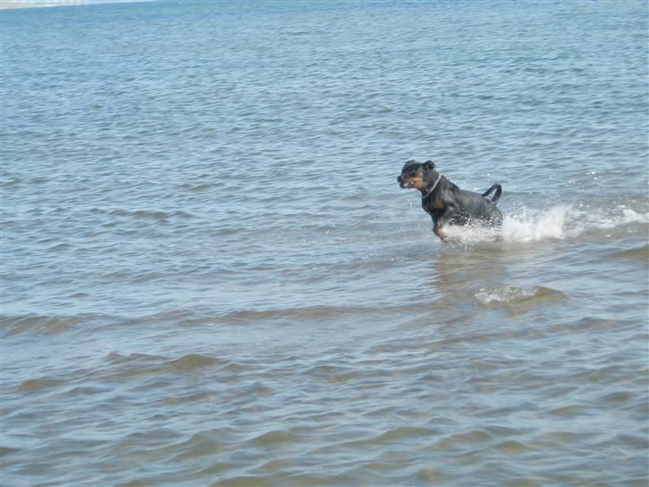 Rottweiler Rico R.I.P 9-7-2009 billede 8