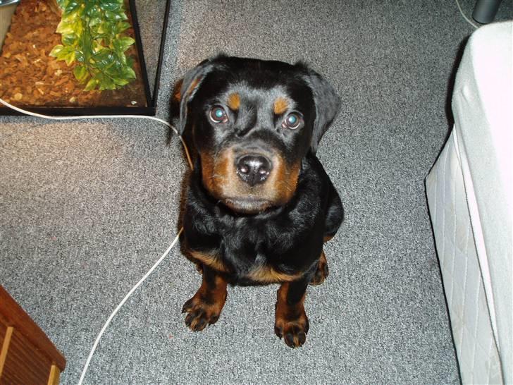 Rottweiler Rico R.I.P 9-7-2009 billede 9