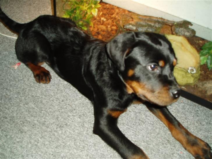 Rottweiler Rico R.I.P 9-7-2009 billede 10