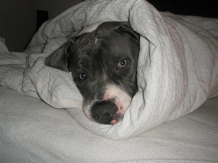 Amerikansk bulldog Basse billede 19