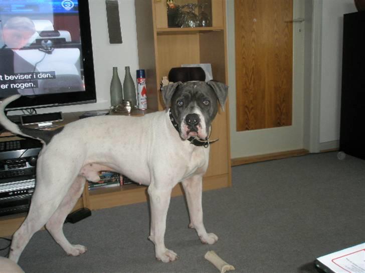 Amerikansk bulldog Basse billede 20