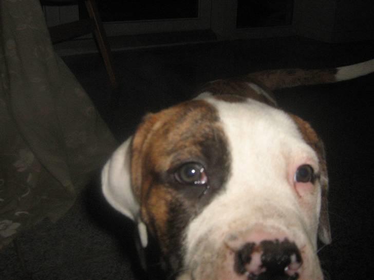 Amerikansk bulldog Dolce&Gabbana billede 7