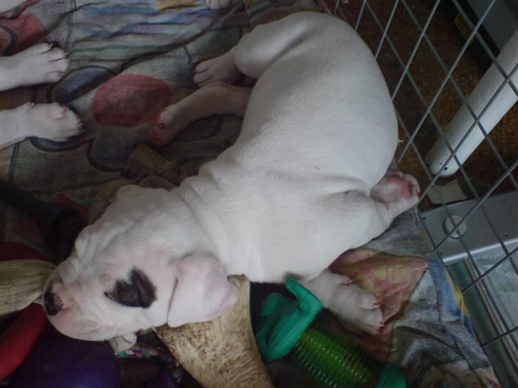 Amerikansk bulldog Mizya billede 1