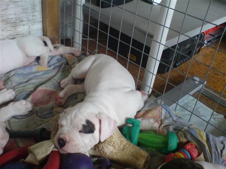 Amerikansk bulldog Mizya billede 2