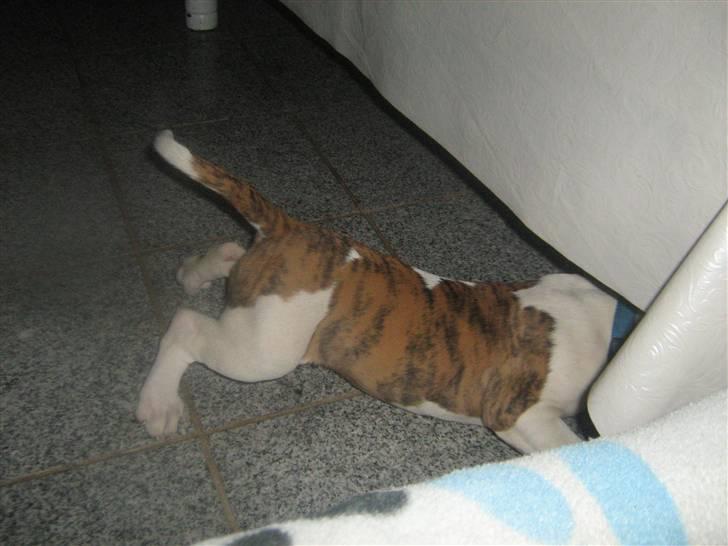 Amerikansk bulldog Dolce&Gabbana billede 8