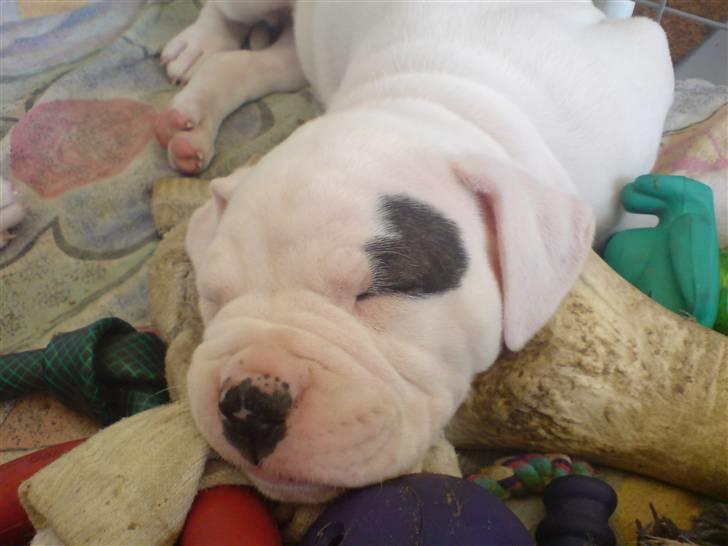 Amerikansk bulldog Mizya billede 3