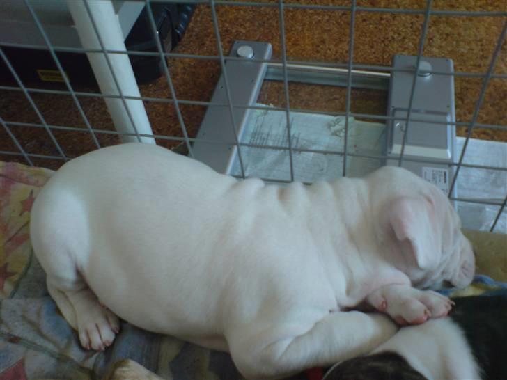 Amerikansk bulldog Mizya billede 5