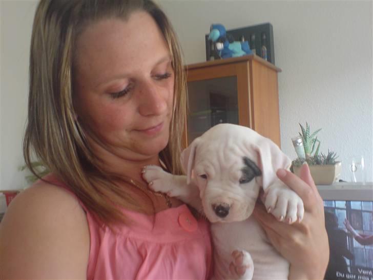 Amerikansk bulldog Mizya billede 6