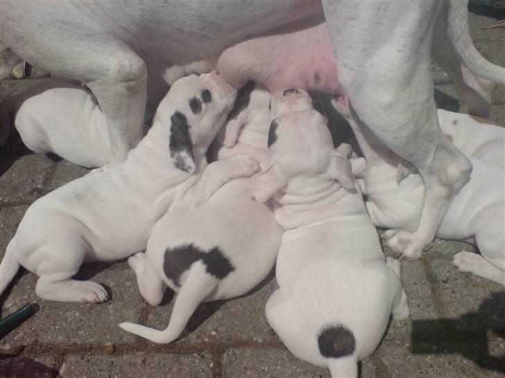 Amerikansk bulldog Mizya billede 7