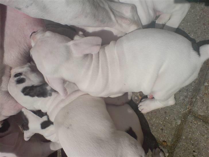 Amerikansk bulldog Mizya billede 8