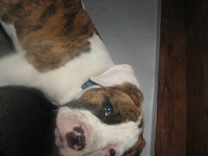 Amerikansk bulldog Dolce&Gabbana billede 9