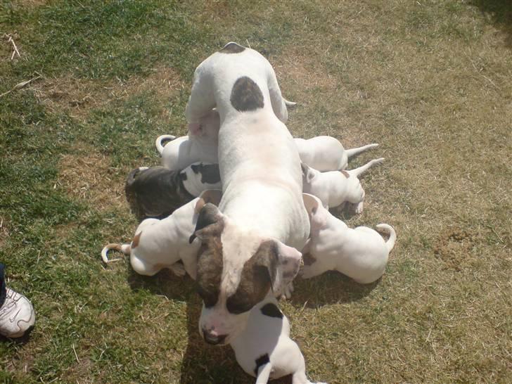 Amerikansk bulldog Mizya billede 9