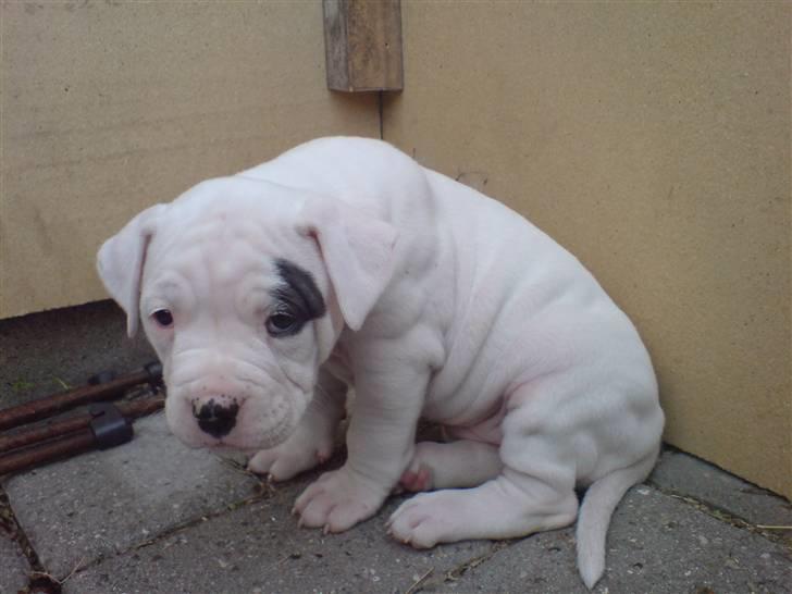 Amerikansk bulldog Mizya billede 10