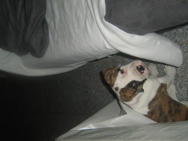 Amerikansk bulldog Dolce&Gabbana billede 10