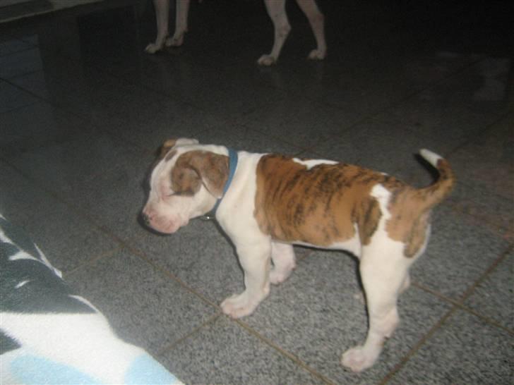 Amerikansk bulldog Dolce&Gabbana billede 11