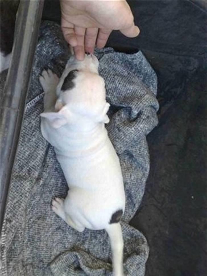 Amerikansk bulldog Mizya billede 11