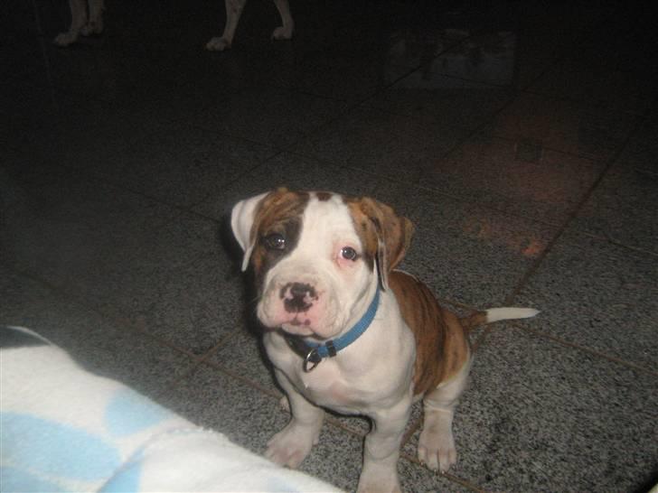 Amerikansk bulldog Dolce&Gabbana billede 12