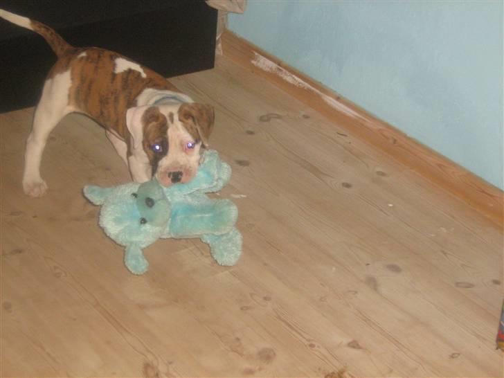 Amerikansk bulldog Dolce&Gabbana billede 13