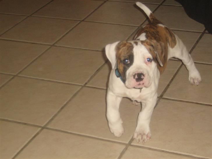 Amerikansk bulldog Dolce&Gabbana billede 14