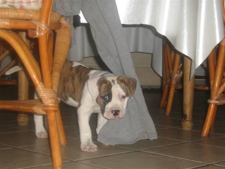 Amerikansk bulldog Dolce&Gabbana billede 15