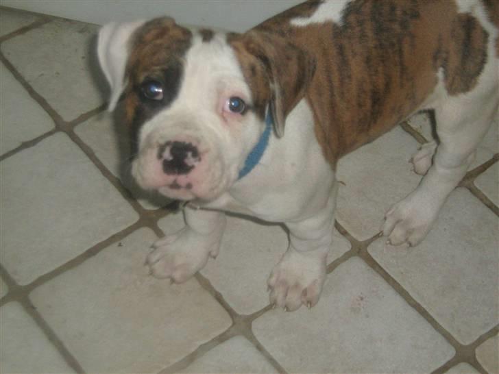 Amerikansk bulldog Dolce&Gabbana billede 16