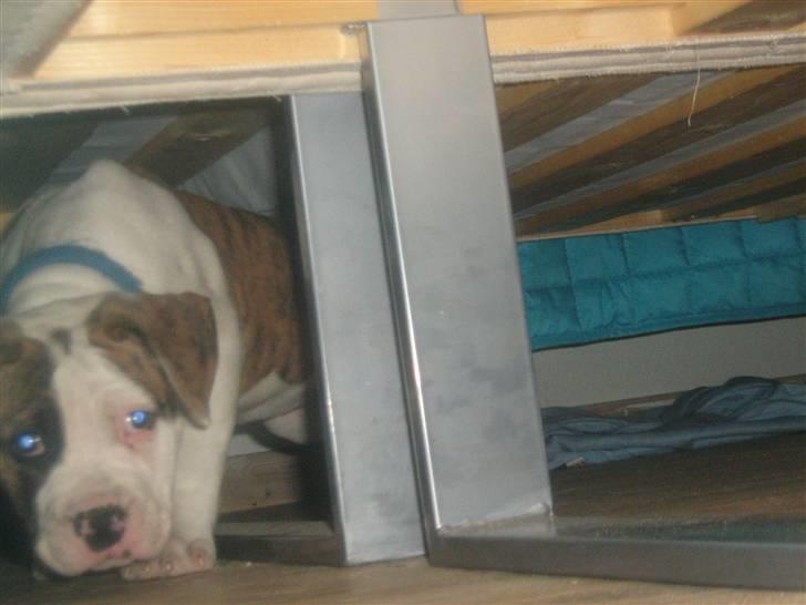 Amerikansk bulldog Dolce&Gabbana billede 17