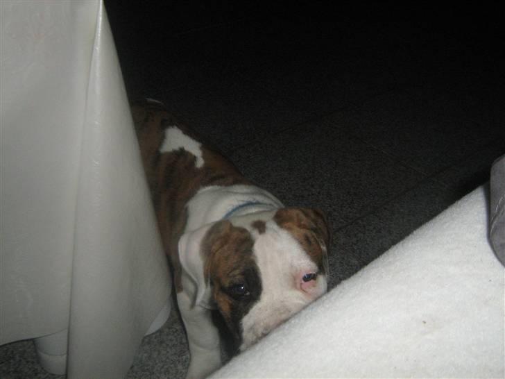 Amerikansk bulldog Dolce&Gabbana billede 18