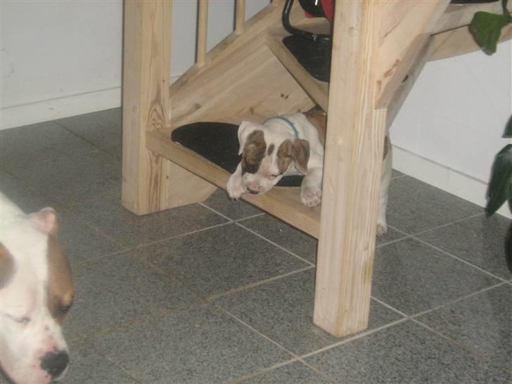 Amerikansk bulldog Dolce&Gabbana billede 19