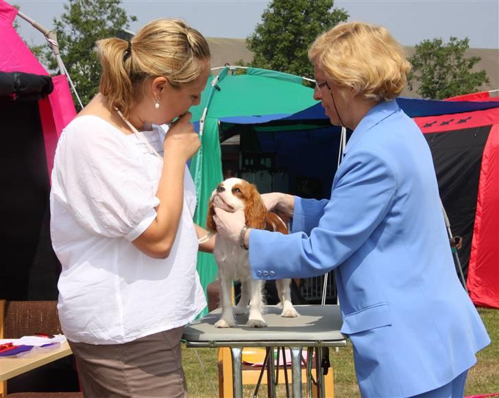 Cavalier king charles spaniel BC Jubilee Jaii - Jaii på Bornholm billede 15