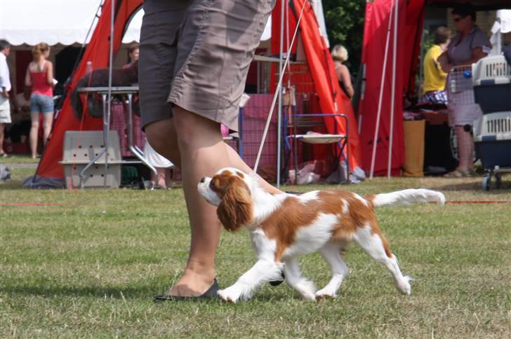 Cavalier king charles spaniel BC Jubilee Jaii - Bornholm - bedste baby i racen billede 16