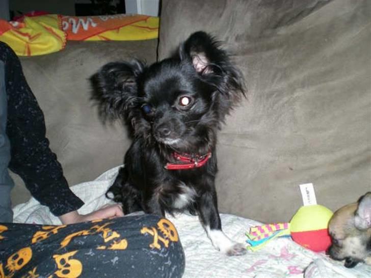 Chihuahua Thea - er jeg ikke dejlig billede 8