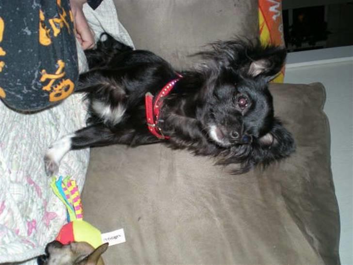 Chihuahua Thea - hej smukke billede 9