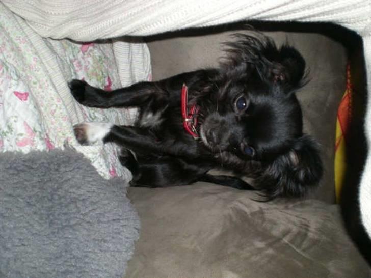 Chihuahua Thea - lige et smukt billede mere af mig  billede 10