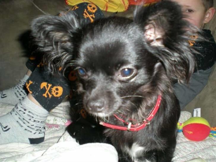 Chihuahua Thea - nu gider jeg altså ikke vente mere der er kødben på gulvet jo  billede 11