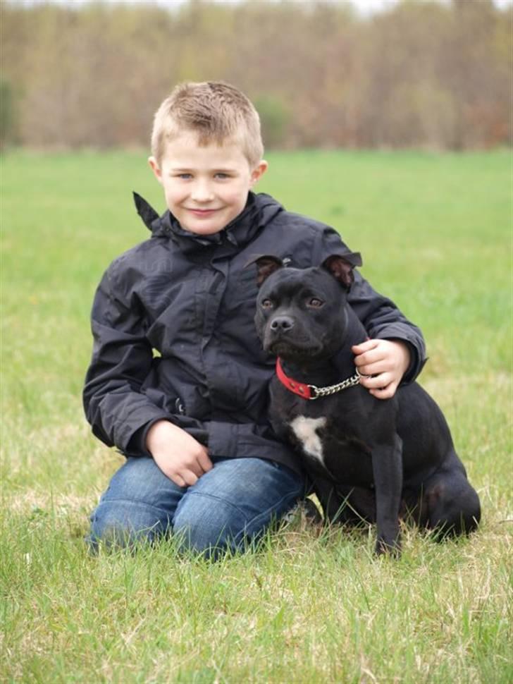 Staffordshire bull terrier KTH-B KTH-S Amazing Staffs All Perfection billede 1