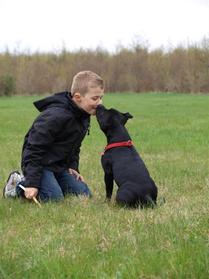 Staffordshire bull terrier KTH-B KTH-S Amazing Staffs All Perfection billede 2