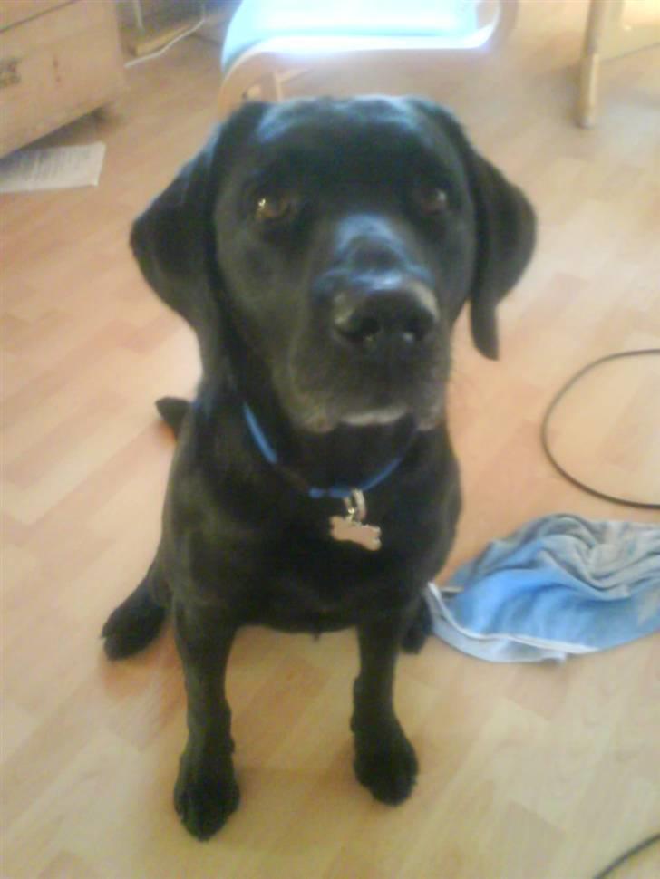 Labrador retriever Buster(formel 1) - jeg er sulten <3 billede 6