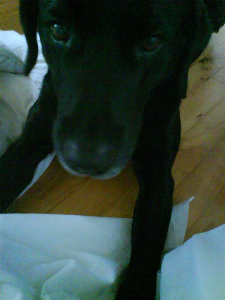 Labrador retriever Buster(formel 1) billede 7