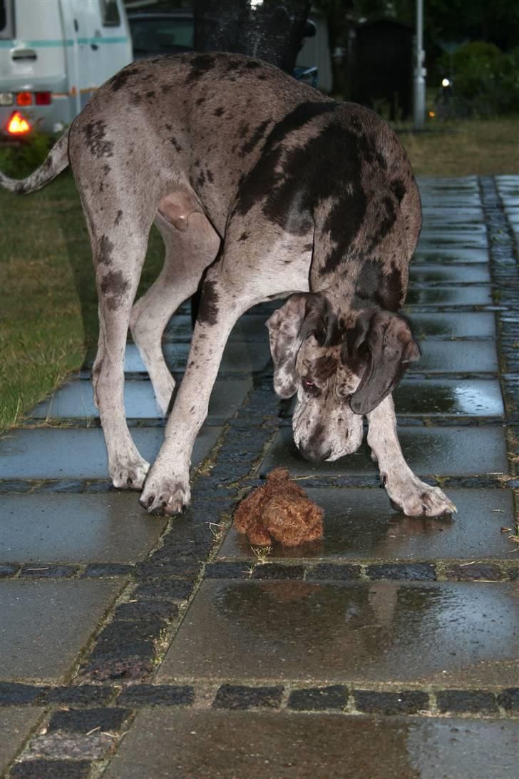 Grand danois Odin billede 20