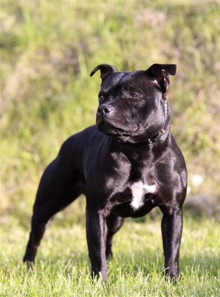 Staffordshire bull terrier KTH-B KTH-S Amazing Staffs All Perfection billede 3