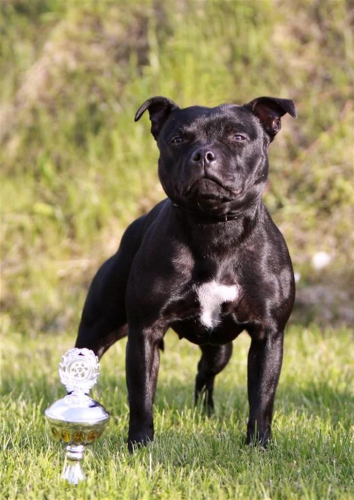 Staffordshire bull terrier KTH-B KTH-S Amazing Staffs All Perfection billede 4